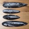 Orthoceras Fossils - Image 7
