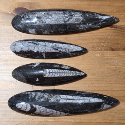 Orthoceras Fossils - Image 7