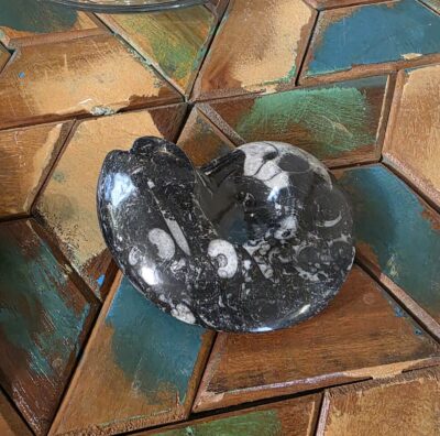 Goniatite Fossils - Image 7