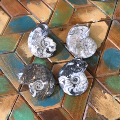 Goniatite Fossils - Image 3