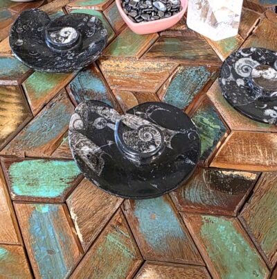 Ammonite-Shaped Fossil Plates - Image 6