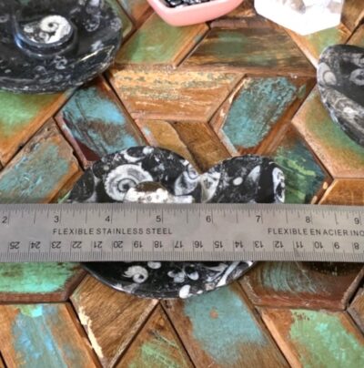 Ammonite-Shaped Fossil Plates - Image 3