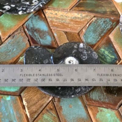Ammonite-Shaped Fossil Plates - Image 5